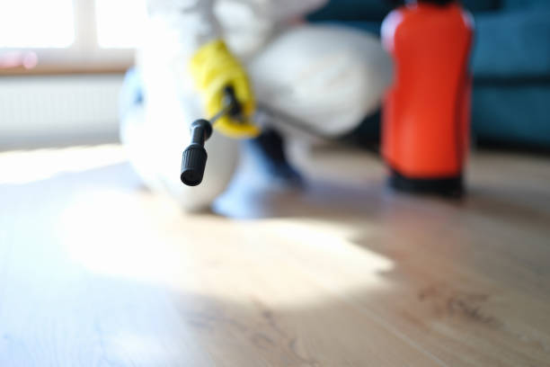 Best Attic Mold Removal  in Lockney, TX