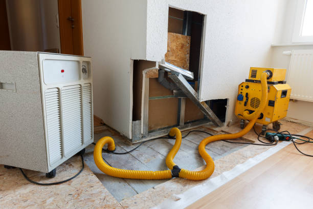 Best Basement Mold Removal  in Lockney, TX