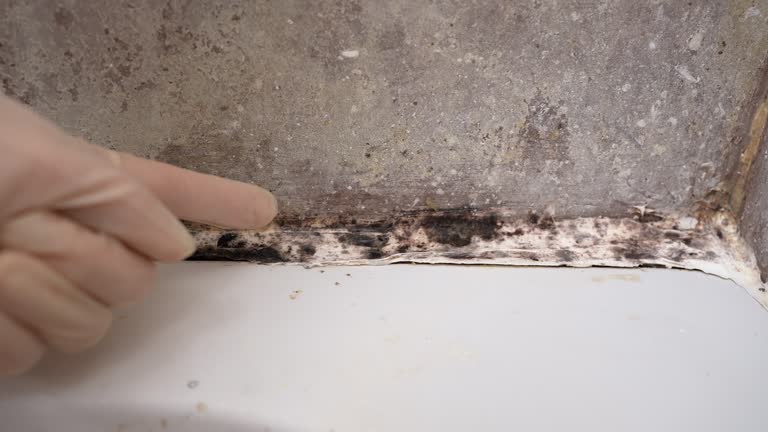 Best Black Mold Removal  in Lockney, TX